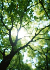 Fototapeta premium Blur of bottom view of tree branches and tree leaves in daytime bokeh green bokeh green abstract background light bright blur pattern