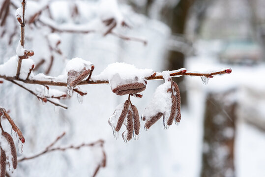 birch branches covered with ice