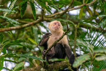 Curious capuchin monkey perched on tree branch