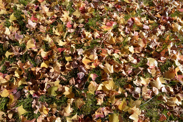 フウの木　落葉