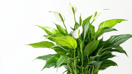 Close-up of a flower bouquet in a vase isolated on a white background, perfect for promoting indoor plant decor.