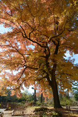 Fototapeta premium フウの木 楓