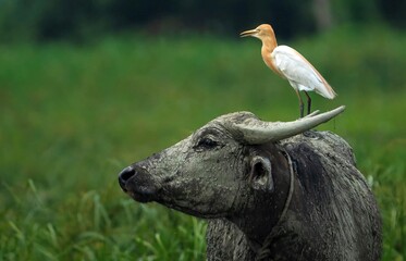 Obraz premium A cattle is standing on its hind legs with its front legs stretched out in front of it. On top of the cattle's neck is an egret, with a long orange beak and a white body.