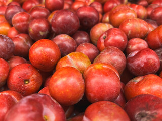 fresh plum fruit - red 