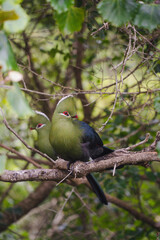 Turacos on a brach