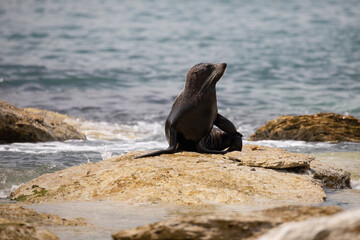 A cute fur seal relaxing on some boulders close to the ocean.
