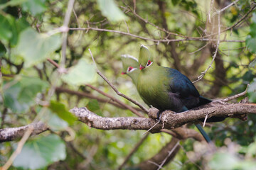 Turacos on a branch