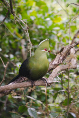 Turaco on a branch