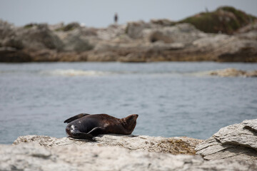 A fur seal relaxes on the rocky shores of Kaikoura, New Zealand.