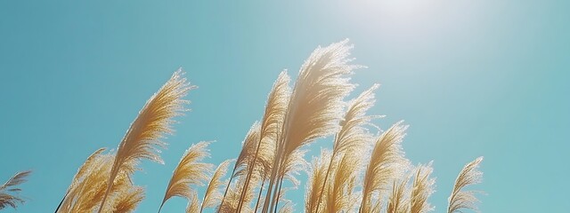 Wide shot of reeds swaying in the wind against a blue sky
