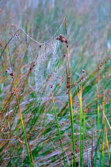 Intricate spider web glimmering in morning dew