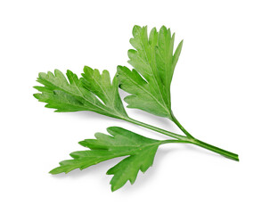 Obraz premium Sprig of fresh parsley isolated on white