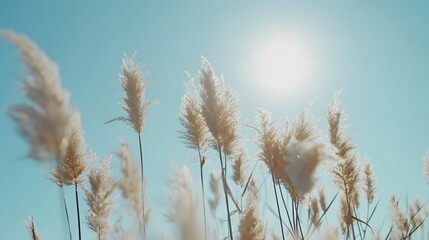 Fototapeta premium Wide shot of reeds swaying in the wind against a blue sky 
