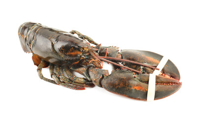 One whole raw lobster isolated on white