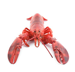 One tasty boiled lobster isolated on white
