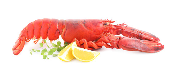 Tasty boiled lobster, lemon and microgreens isolated on white