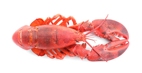 One tasty boiled lobster isolated on white, top view