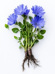 Naklejka premium Beautiful Blue Flowers with Roots and Leaves - A stunning arrangement of five blue flowers with green leaves and visible roots on a white background