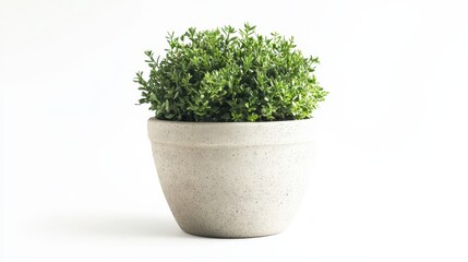 A single outdoor planter isolated on a white background, ideal for promoting home garden decor.