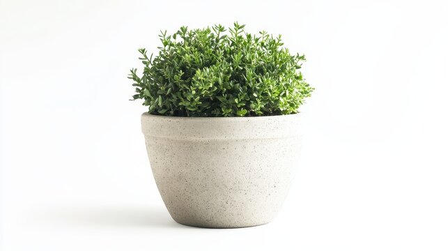 A single outdoor planter isolated on a white background, ideal for promoting home garden decor.