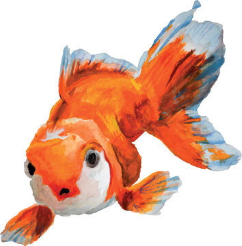 Watercolor goldfish illustration, watercolor vector