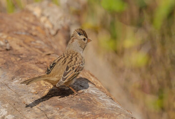 White-crowned Sparrow