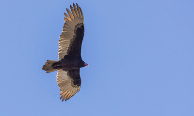 Turkey Vulture