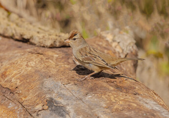 White-crowned Sparrow