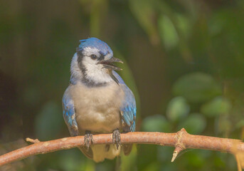 Blue Jay