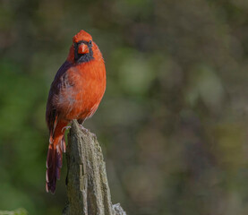 Northern Cardinal 