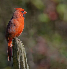 Northern Cardinal, 