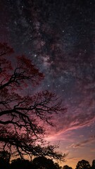 Fototapeta premium Night sky with a colorful twilight horizon and a silhouette of a tree in a remote area