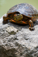 A vibrant painted hicotea turtle perched on a rock near tranquil water, showcasing stunning natural colors and patterns. A serene depiction of wildlife in its habitat, perfect for nature-themed uses.