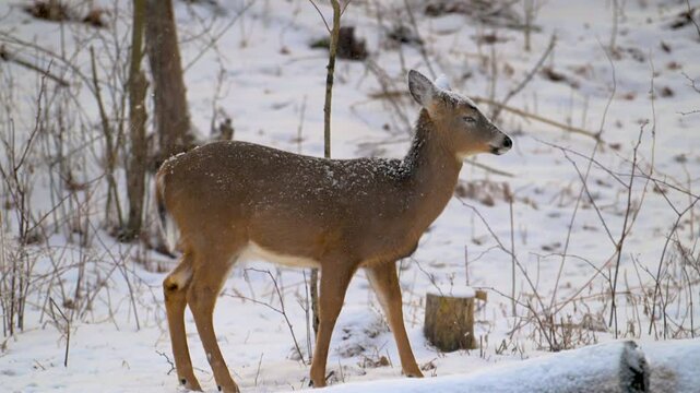 Deer, mostly Does, are looking for food this winter in Windsor in Upstate NY.  Winters in NY are cold, snowy and fridged and make for the survival of the deer a lot harder.  Survival during winter.