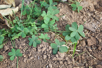 Clovers 