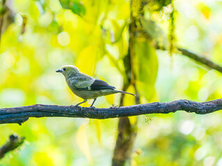 Colorful birds of Ecuador, bird observatory