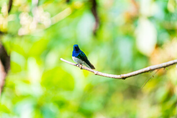 Hummingbird taking nectar from a flower