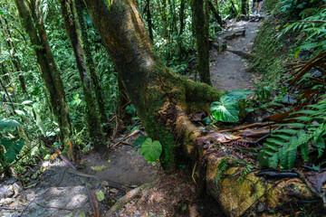 Green leaf in the middle of the jungle