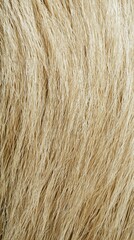 Fototapeta premium Golden dry grass blades with weathered texture and earthy tones