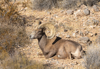 Desert Bighorn Sheep Ram in the Nevada Desert in Winter