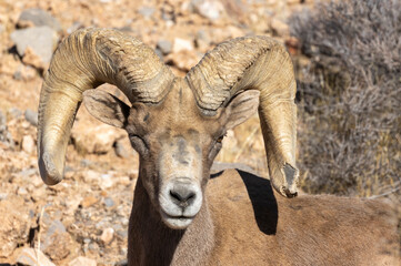 Desert Bighorn Sheep Ram in the Nevada Desert in Winter