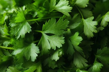 Fresh parsley leaves display a rich green hue with detailed textures in a macro shot. This close-up captures the natural beauty and freshness of the herb, highlighting its appeal in culinary uses