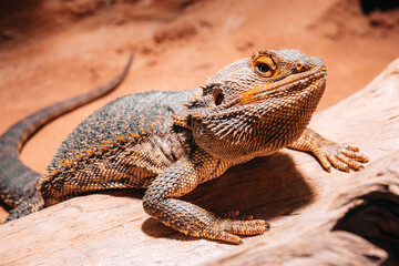 Bearded dragon resting on a log in its warm private desert terrarium