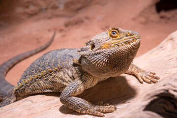 Bearded dragon resting on a log in warm, sandy habitat in its private terrarium