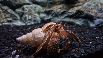 Crab sitting on sandy bottom of aquarium peeking from shell in peaceful underwater scene Curious crab behavior showcases beauty of marine life perfect for relaxation meditation or ocean studies