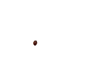 Small brown insect against a plain background