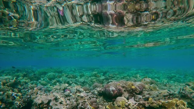 Full Beak swimming below the surface of the water over flat-top on shallow coral reef reflecting in the surface. Red Sea Houndfish, Tylosurus choram swims over inner reef