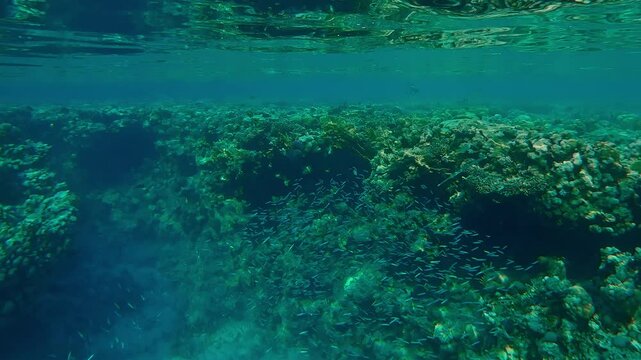 Shoal of small fish swim along reef crest, hunted by Smooth Flutemouth fish, group of Blue-spotted Cornetfish, Fistularia commersonii, preying on Red Sea Hardyhead Silverside, Atherinomorus forskalii