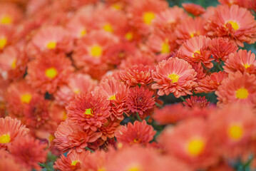 Chrysanthemum flowers thin focus part and blurred flowers.