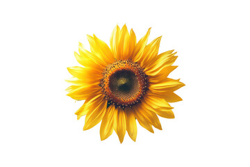 Obraz premium A bright yellow sunflower with a dark center is displayed